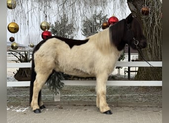 Caballos islandeses, Caballo castrado, 9 años, 145 cm, Pío