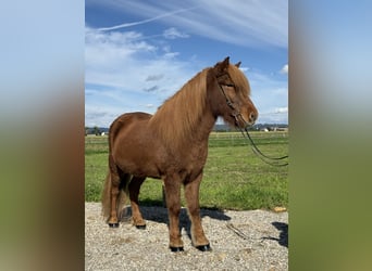 Caballos islandeses, Caballo castrado, 9 años, 146 cm, Alazán