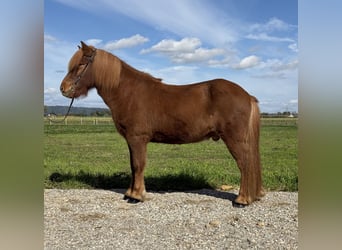 Caballos islandeses, Caballo castrado, 9 años, 146 cm, Alazán
