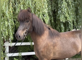 Caballos islandeses, Caballo castrado, 9 años, 146 cm, Negro