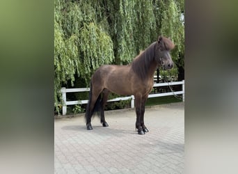 Caballos islandeses, Caballo castrado, 9 años, 146 cm, Negro