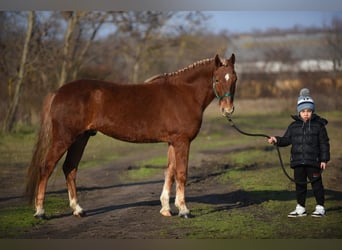 Caballos islandeses Mestizo, Caballo castrado, 9 años, 147 cm, Alazán