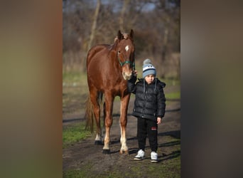 Caballos islandeses Mestizo, Caballo castrado, 9 años, 147 cm, Alazán