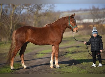 Caballos islandeses Mestizo, Caballo castrado, 9 años, 147 cm, Alazán