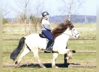 Caballos islandeses, Caballo castrado, 9 años, 147 cm, Buckskin/Bayo