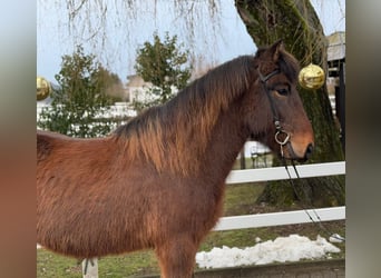 Caballos islandeses, Caballo castrado, 9 años, 147 cm, Castaño