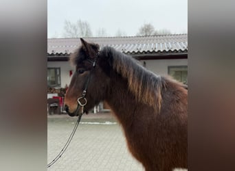 Caballos islandeses, Caballo castrado, 9 años, 147 cm, Castaño