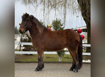 Caballos islandeses, Caballo castrado, 9 años, 147 cm, Castaño