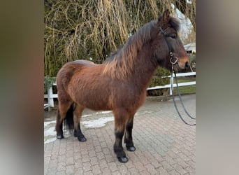 Caballos islandeses, Caballo castrado, 9 años, 147 cm, Castaño