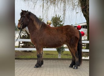 Caballos islandeses, Caballo castrado, 9 años, 147 cm, Castaño