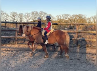 Caballos islandeses, Caballo castrado, 9 años, 149 cm, Alazán rojizo