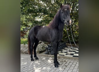 Caballos islandeses, Caballo castrado, 9 años, 149 cm, Negro