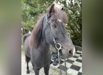 Caballos islandeses, Caballo castrado, 9 años, 149 cm, Negro