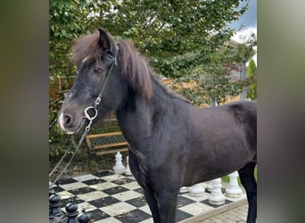 Caballos islandeses, Caballo castrado, 9 años, 149 cm, Negro