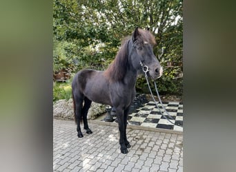 Caballos islandeses, Caballo castrado, 9 años, 149 cm, Negro