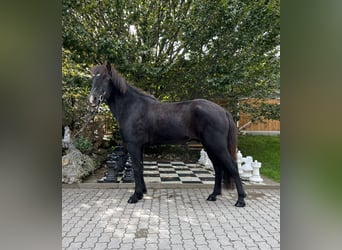 Caballos islandeses, Caballo castrado, 9 años, 149 cm, Negro