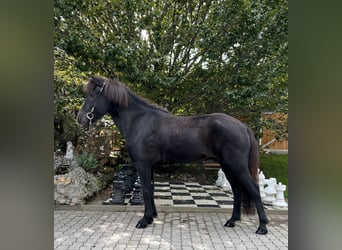 Caballos islandeses, Caballo castrado, 9 años, 149 cm, Negro