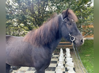 Caballos islandeses, Caballo castrado, 9 años, 149 cm, Negro