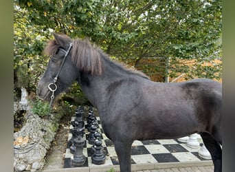 Caballos islandeses, Caballo castrado, 9 años, 149 cm, Negro