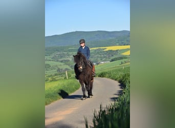 Caballos islandeses, Caballo castrado, 9 años, Castaño