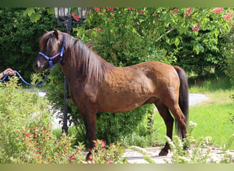 Caballos islandeses, Caballo castrado, 9 años, Negro