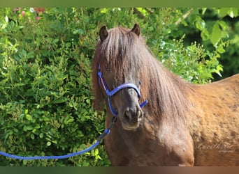 Caballos islandeses, Caballo castrado, 9 años, Negro