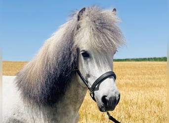 Caballos islandeses, Caballo castrado, 9 años, Tordo