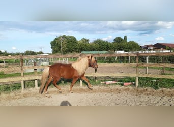 Caballos islandeses, Semental, 10 años, 138 cm, Alazán