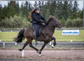 Caballos islandeses, Semental, 10 años, 143 cm, Negro