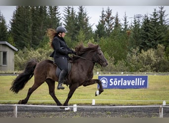 Caballos islandeses, Semental, 10 años, 143 cm, Negro