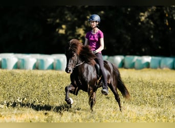 Caballos islandeses, Semental, 10 años, 145 cm, Negro