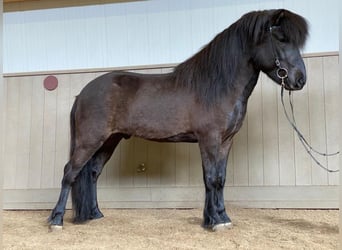 Caballos islandeses, Semental, 10 años, 146 cm, Negro