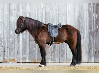 Caballos islandeses, Semental, 10 años, 148 cm, Negro