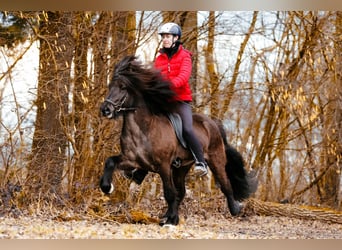 Caballos islandeses, Semental, 10 años, 148 cm, Negro