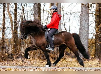 Caballos islandeses, Semental, 10 años, 148 cm, Negro