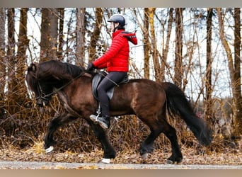 Caballos islandeses, Semental, 10 años, 148 cm, Negro