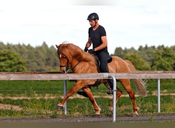 Caballos islandeses, Semental, 10 años, 152 cm, Bayo