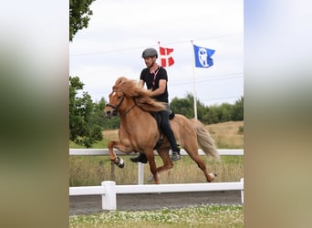 Caballos islandeses, Semental, 10 años, 152 cm, Bayo