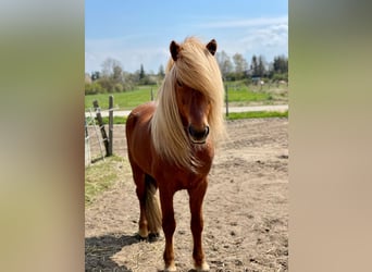 Caballos islandeses, Semental, 11 años, 137 cm, Alazán