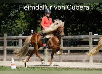 Caballos islandeses, Semental, 11 años, 141 cm