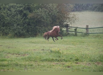 Caballos islandeses, Semental, 11 años, 141 cm