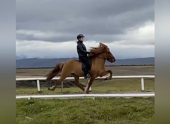 Caballos islandeses, Semental, 12 años, 145 cm, Bayo