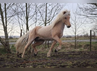 Caballos islandeses, Semental, 12 años, 150 cm, Ruano alazán