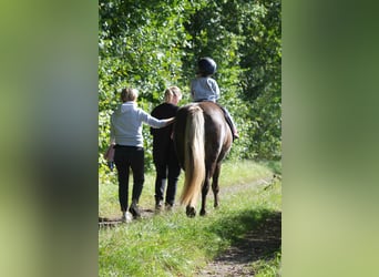 Caballos islandeses, Semental, 13 años, 141 cm