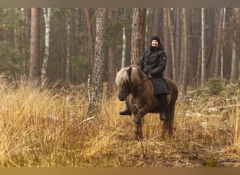 Caballos islandeses, Semental, 13 años, 141 cm