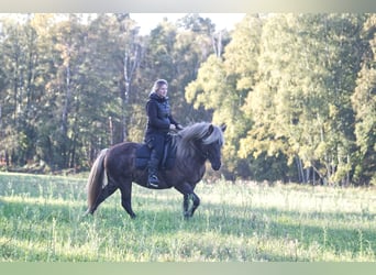 Caballos islandeses, Semental, 13 años, 141 cm