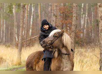 Caballos islandeses, Semental, 13 años, 141 cm