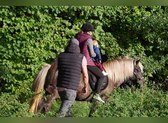 Caballos islandeses, Semental, 13 años, 141 cm