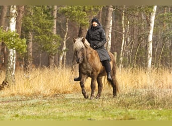 Caballos islandeses, Semental, 13 años, 141 cm