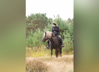 Caballos islandeses, Semental, 13 años, 141 cm